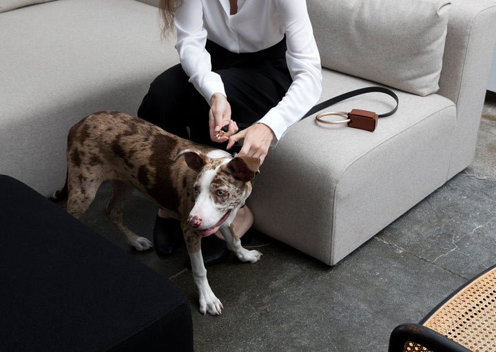 Minimalist Dog Accessories From Boo Oh