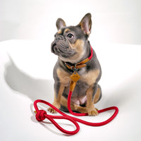 Ray Collar + Leash Set