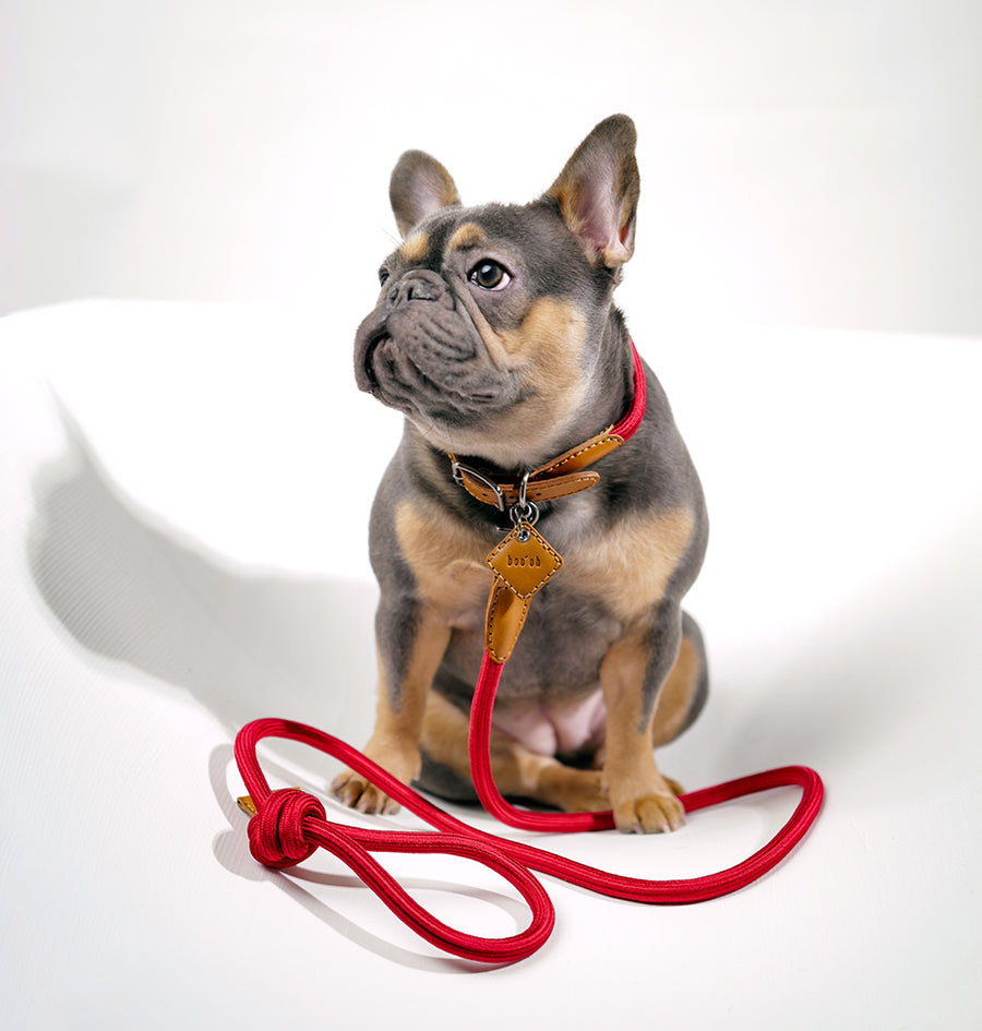 Ray Collar + Leash Set